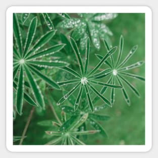 Dew Or Rain On Leaves Sticker